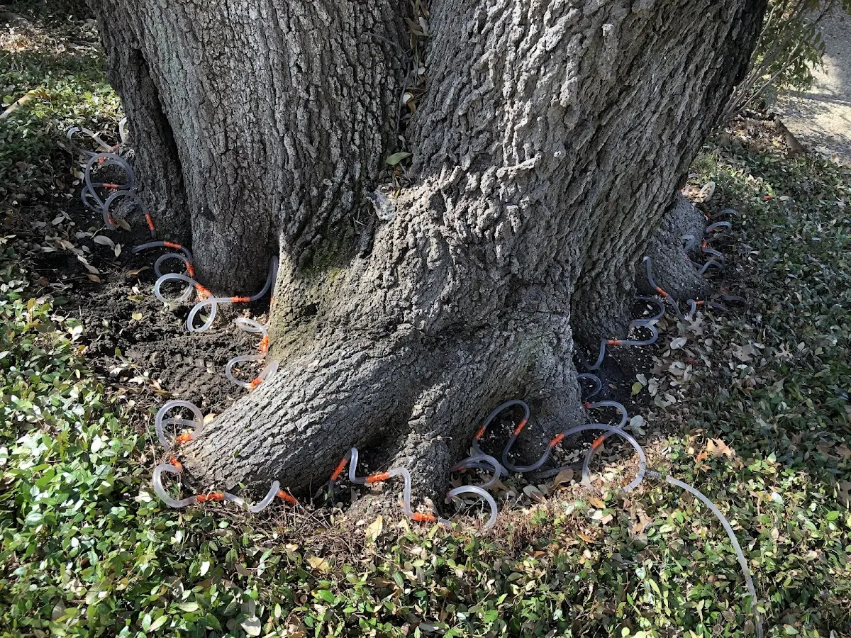 Detailed Tree Cabling and Bracing job site in Birdseye