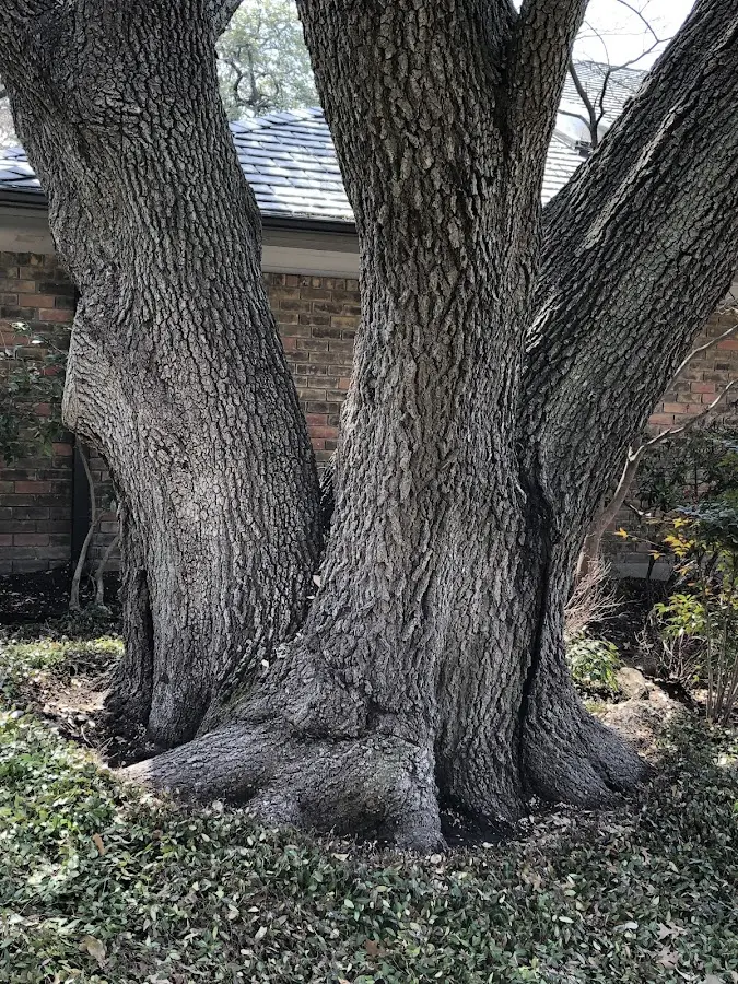 Mature heritage tree close to a Birdseye property cared for by certified arborists